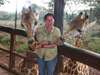 Lauren Johansson - feeding two over-friendly giraffes in Kenya